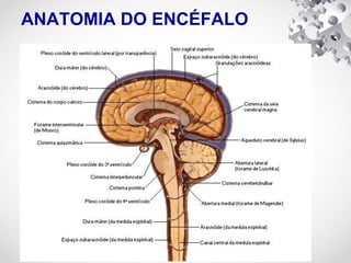 ANATOMIA DO ENCÉFALO
 