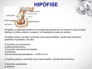 HIPÓFISE
A hipófise, ou glândula pituitária é uma glândula pequena que se divide em duas porções
distintas, os lobos anterior e posterior, e é localizada na base do cérebro.
A hipófise anterior, também conhecida como adeno-hipófise, secreta seis hormônios
peptídeos importantes, são eles:
O hormônio do crescimento;
A adrenocorticotropina;
O hormônio estimulante da tireóide;
A prolactina;
Dois homônios gonadotrópicos – o FSH e o LH;
A hipófise posterior, conhecida como neuro-hipófise, secreta dois hormônios:
O hormônio antidiurético
A ocitocina
 