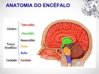 ANATOMIA DO ENCÉFALO
 