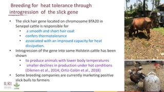 Genetics and genomic approaches for sustainable dairy cattle improvement