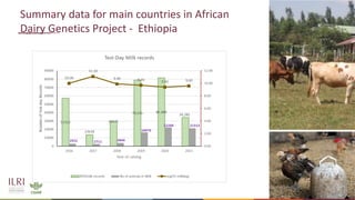 Feasibility of joint genomic evaluations for smallholder dairy data in Tanzania and Ethiopia