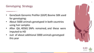Feasibility of joint genomic evaluations for smallholder dairy data in Tanzania and Ethiopia