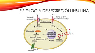 FISIOLOGÍA DE SECRECIÓN INSULINA
 