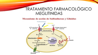 TRATAMIENTO FARMACOLÓGICO
MEGLITINIDAS
 