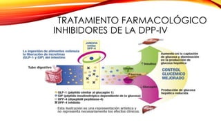TRATAMIENTO FARMACOLÓGICO
INHIBIDORES DE LA DPP-IV
 