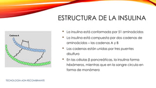 ESTRUCTURA DE LA INSULINA
• La insulina está conformada por 51 aminoácidos
• La insulina está compuesta por dos cadenas de
aminoácidos – las cadenas A y B
• Las cadenas están unidas por tres puentes
disulfuro
• En las células β pancreáticas, la insulina forma
héxámeros, mientras que en la sangre circula en
forma de monómero
TECNOLOGÍA ADN RECOMBINANTE
 