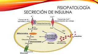 FISIOPATOLOGÍA
SECRECIÓN DE INSULINA
 