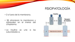 FISIOPATOLOGÍA
• 2 α fuera de la membrana.
• 2β atraviesan la membrana y
sobresalen en el interior del
citoplasma.
• La insulina se une a las
subunidades α.
 