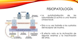 FISIOPATOLOGÍA
• La autofosforilación de las
subunidades β activa a una tirosina
cinasa local.
• Ésta a su vez fosforila a los sustratos
del receptor de insulina.
• El efecto neto es la Activación de
algunas enzimas y la inactivación
de otras.
 