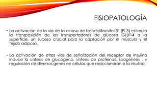 FISIOPATOLOGÍA
• La activación de la vía de la cinasa de fosfatidilinositol 3’ (PI-3) estimula
la transposición de los transportadores de glucosa GLUT-4 a la
superficie, un suceso crucial para la captación por el músculo y el
tejido adiposo.
• La activación de otras vías de señalización del receptor de insulina
induce la sintesis de glucógeno, síntesis de proteínas, lipogénesis , y
regulación de diversos genes en células que reaccionaran a la insulina.
 