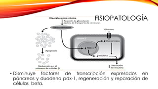 FISIOPATOLOGÍA
• Disminuye factores de transcripción expresados en
páncreas y duodeno pdx-1, regeneración y reparación de
células beta.
 