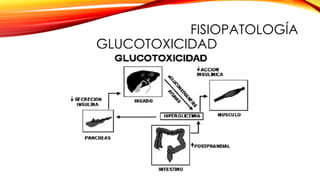 FISIOPATOLOGÍA
GLUCOTOXICIDAD
 