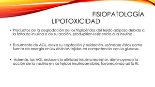 FISIOPATOLOGÍA
LIPOTOXICIDAD
• Productos de la degradación de los triglicéridos del tejido adiposo debido a
la falta de insulina o de su acción, producirían resistencia a la insulina
• El aumento de AGL, eleva su captación y oxidación, usándose éstos como
fuente de energía en los distintos tejidos en competencia con la glucosa.
• Además, los AGL reducen la afinidad insulina-receptor, disminuyendo la
acción de la insulina en los tejidos insulinosensibles; favoreciendo así la RI.
 