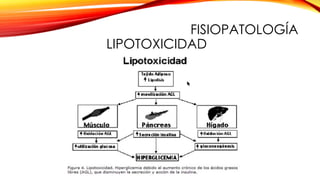 FISIOPATOLOGÍA
LIPOTOXICIDAD
 
