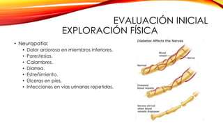 EVALUACIÓN INICIAL
EXPLORACIÓN FÍSICA
• Neuropatía:
• Dolor ardoroso en miembros inferiores.
• Parestesias.
• Calambres.
• Diarrea.
• Estreñimiento.
• Úlceras en pies.
• Infecciones en vías urinarias repetidas.
 