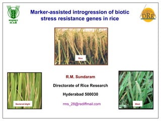 Marker-assisted introgression of biotic
                      stress resistance genes in rice




                                        Rice




                                 R.M. Sundaram

                           Directorate of Rice Research

                                Hyderabad 500030

Bacterial blight                rms_28@rediffmail.com        Blast
 