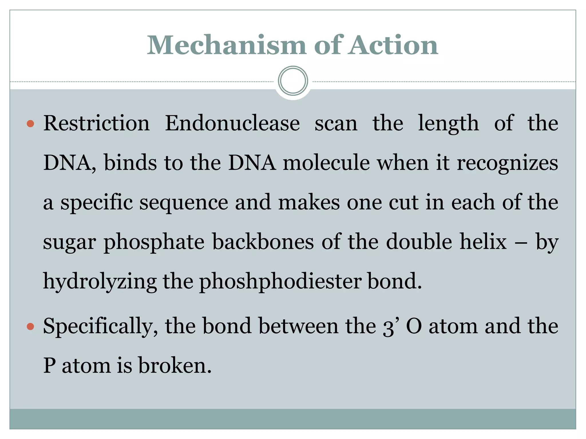 Mechanism of Action
 Restriction Endonuclease scan the length of the
DNA, binds to the DNA molecule when it recognizes
a specific sequence and makes one cut in each of the
sugar phosphate backbones of the double helix – by
hydrolyzing the phoshphodiester bond.
 Specifically, the bond between the 3’ O atom and the
P atom is broken.
 