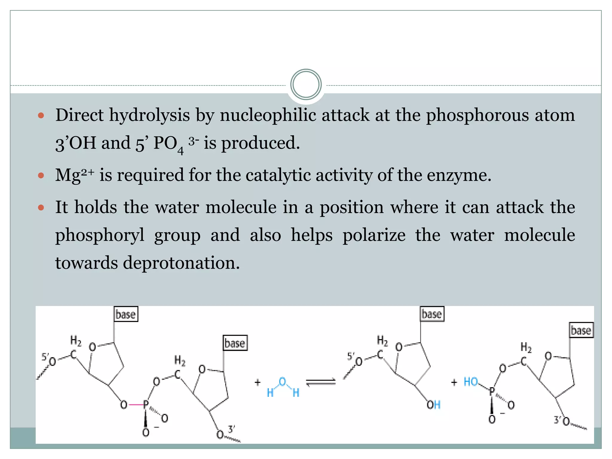  Direct hydrolysis by nucleophilic attack at the phosphorous atom
3’OH and 5’ PO4
3- is produced.
 Mg2+ is required for the catalytic activity of the enzyme.
 It holds the water molecule in a position where it can attack the
phosphoryl group and also helps polarize the water molecule
towards deprotonation.
 
