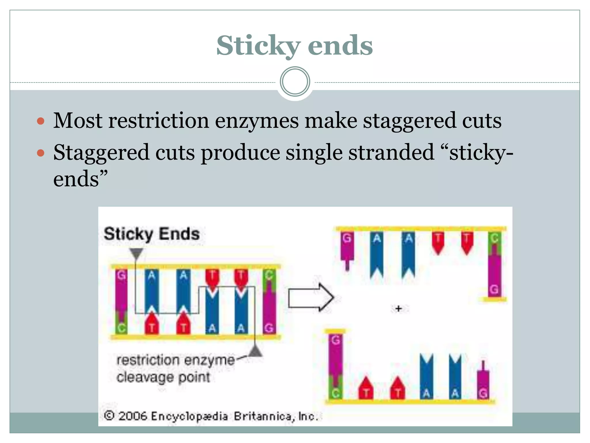 Sticky ends
 Most restriction enzymes make staggered cuts
 Staggered cuts produce single stranded “sticky-
ends”
 