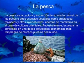 La selvaLa pesca
La pesca es la captura y extracción de su medio natural de
los peces u otras especies acuáticas como crustáceos,
moluscos y otros invertebrados, además de mamíferos en
el caso de culturas orientales. Ancestralmente, la pesca ha
consistido en una de las actividades económicas más
tempranas de muchos pueblos del mundo.
 