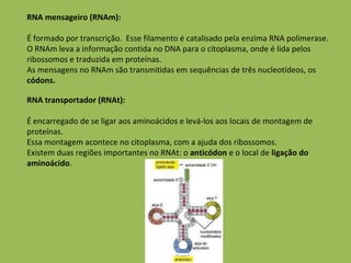 RNA mensageiro (RNAm): É formado por transcrição.  Esse filamento é catalisado pela enzima RNA polimerase. O RNAm leva a informação contida no DNA para o citoplasma, onde é lida pelos ribossomos e traduzida em proteínas. As mensagens no RNAm são transmitidas em sequências de três nucleotídeos, os  códons. RNA transportador (RNAt): É encarregado de se ligar aos aminoácidos e levá-los aos locais de montagem de proteínas. Essa montagem acontece no citoplasma, com a ajuda dos ribossomos.  Existem duas regiões importantes no RNAt: o  anticódon  e o local de  ligação do aminoácido .  