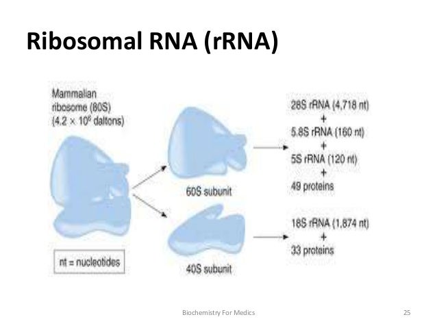 Rna Structure Types And Functions