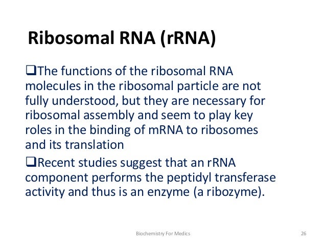 Rna Structure Types And Functions