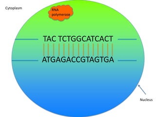 Cytoplasm

RNA
polymerase

TAC TCTGGCATCACT
ATGAGACCGTAGTGA

Nucleus

 
