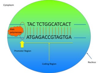 Cytoplasm

TAC TCTGGCATCACT
RNA
polymerase

ATGAGACCGTAGTGA
Promoter Region

Coding Region

Nucleus

 