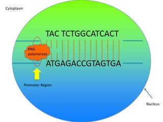 Cytoplasm

TAC TCTGGCATCACT
RNA
polymerase

ATGAGACCGTAGTGA
Promoter Region

Nucleus

 