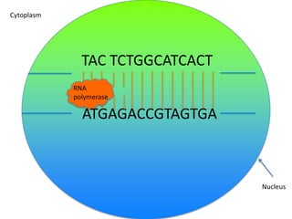 Cytoplasm

TAC TCTGGCATCACT
RNA
polymerase

ATGAGACCGTAGTGA

Nucleus

 