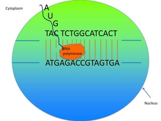 Cytoplasm

A
U
G
TAC TCTGGCATCACT
RNA
polymerase

ATGAGACCGTAGTGA

Nucleus

 