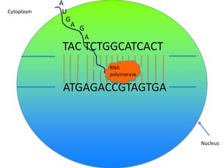 Cytoplasm

A
U
G

A G
A

TAC TCTGGCATCACT
RNA
polymerase

ATGAGACCGTAGTGA

Nucleus

 