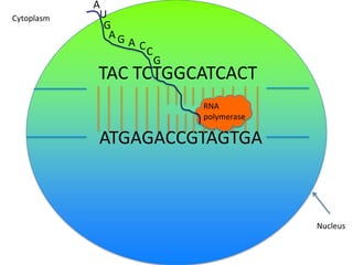 Cytoplasm

A
U
G
AG

AC
C

G

TAC TCTGGCATCACT
RNA
polymerase

ATGAGACCGTAGTGA

Nucleus

 