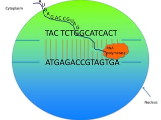 Cytoplasm

A
U
G
A

G AC C G
UA

G

TAC TCTGGCATCACT
RNA
polymerase

ATGAGACCGTAGTGA

Nucleus

 