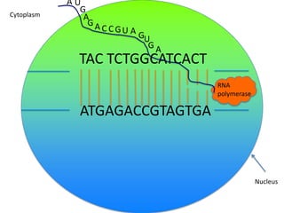 Cytoplasm

AU
G
A
GA

C CGU A

GU
GA

TAC TCTGGCATCACT
RNA
polymerase

ATGAGACCGTAGTGA

Nucleus

 