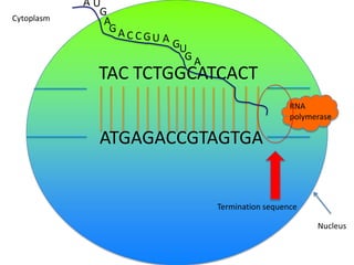 Cytoplasm

AU
G
A
GA

C CGU A

GU
GA

TAC TCTGGCATCACT
RNA
polymerase

ATGAGACCGTAGTGA

Termination sequence
Nucleus

 