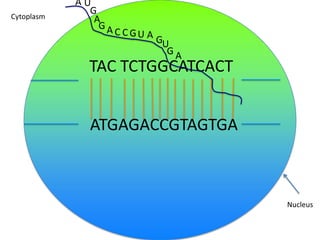 Cytoplasm

AU
G
A
GA

C CGU A

GU
GA

TAC TCTGGCATCACT
ATGAGACCGTAGTGA

Nucleus

 