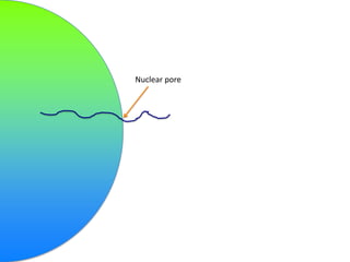 Nuclear pore

 