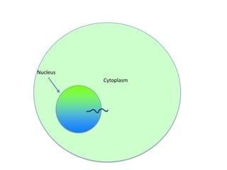 Nucleus
Cytoplasm

 