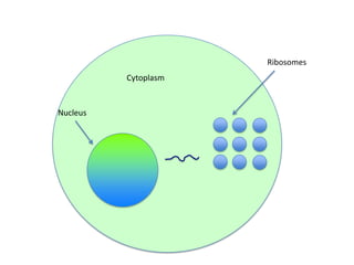 Ribosomes

Cytoplasm

Nucleus

 