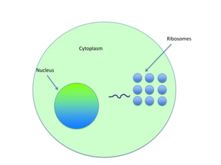 Ribosomes

Cytoplasm

Nucleus

 