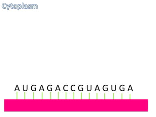 AUGAGACCGUAGUGA

 