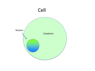 Cell

Nucleus
Cytoplasm

 