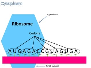 Large subunit

Ribosome
Codons

AUGAGACCGUAGUGA
Small subunit

 