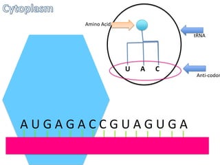 Amino Acid
tRNA

U

A

C

AUGAGACCGUAGUGA

Anti-codon

 
