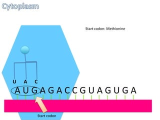Start codon: Methionine

U

A

C

AUGAGACCGUAGUGA
Start codon

 