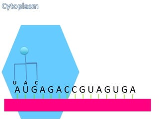U

A

C

AUGAGACCGUAGUGA

 
