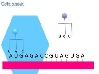 U C U

U

A

C

AUGAGACCGUAGUGA

 