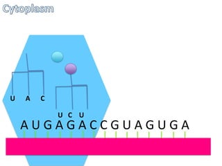 U

A

C
U C U

AUGAGACCGUAGUGA

 